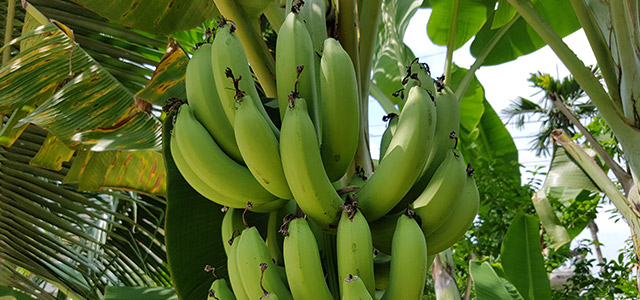 where-do-bananas-grow